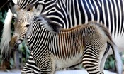 la-piccola-zebra-nata-al-bioparco-di-roma