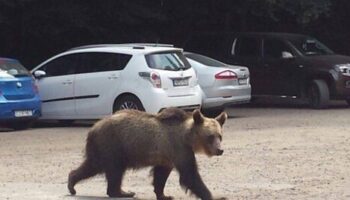 l’orsa-gemma-entra-in-una-palazzina-e-sale-al-terzo-piano