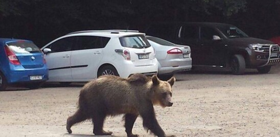 l’orsa-gemma-entra-in-una-palazzina-e-sale-al-terzo-piano