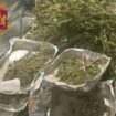 sequestrati-97-chili-di-droga-ad-anzio,-otto-arresti