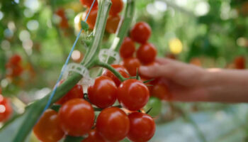 biologico,-le-vendite-aumentano-del-9%-nel-2023