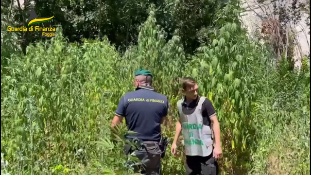 foggia,-scoperta-piantagione-di-marijuana-vicino-alla-stazione