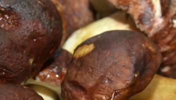boom-di-funghi-porcini,-la-produzione-cresce-del-20%