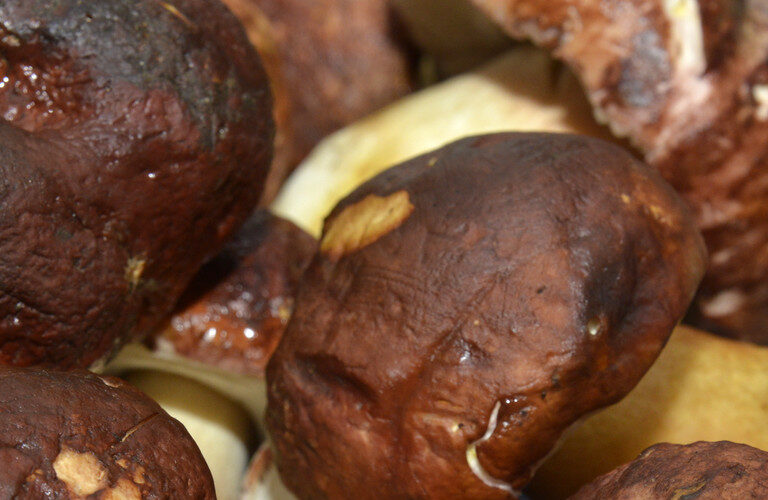 boom-di-funghi-porcini,-la-produzione-cresce-del-20%