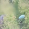 cinque-stranieri-arrestati-a-cagliari-per-sfruttamento-del-lavoro-nero
