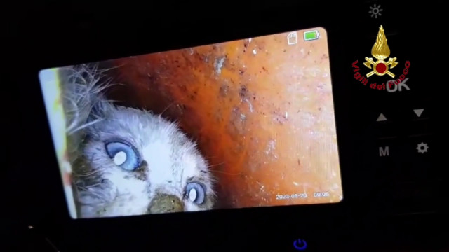 vigili-del-fuoco-salvano-gattino-finito-in-un-tubo-per-lo-scolo