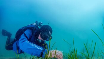 marevivo,-con-“replant”-ripopolati-100-mq-di-cymodocea-nodosa-a-trieste