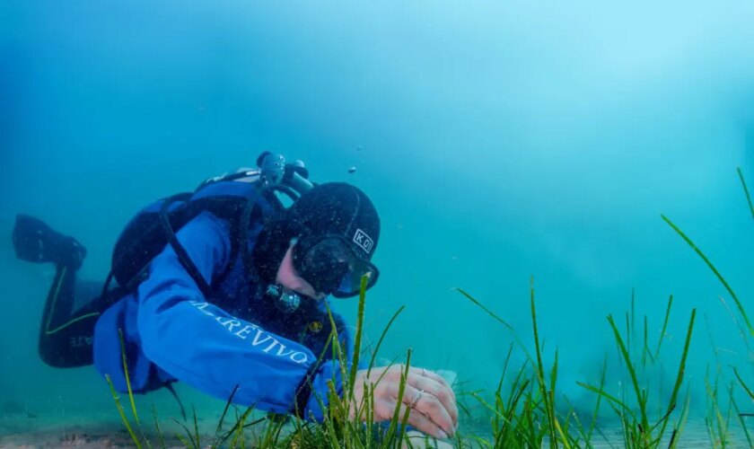marevivo,-con-“replant”-ripopolati-100-mq-di-cymodocea-nodosa-a-trieste