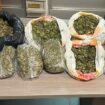 nascondeva-in-casa-10-chili-di-marijuana,-arrestato-a-reggio-calabria