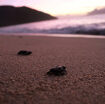 sulla-spiaggia-di-latina-sono-nate-59-tartarughe-caretta-caretta