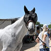 nel-lazio-una-proposta-di-legge-per-sostenere-il-turismo-equestre