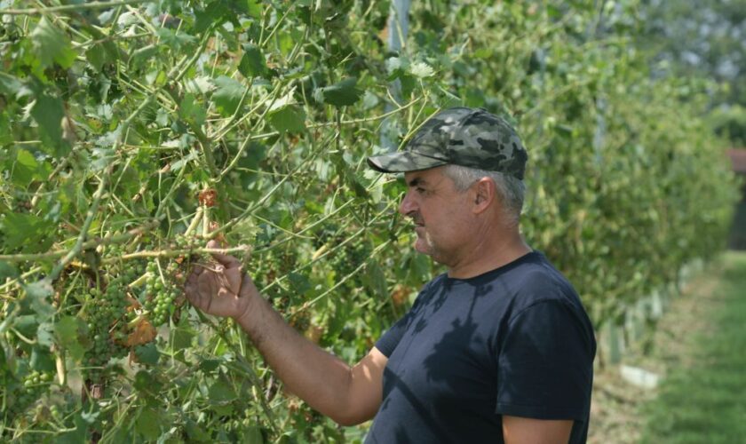 peronospera,-fedagricoltura-a-fianco-dei-viticoltori-siciliani
