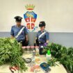 sequestrati-2-chili-di-droga-a-roma,-16-persone-arrestate-dai-carabinieri