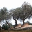 caner-“915-mila-euro-per-sostenibilita-filiera-olivicolo-olearia”