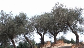 caner-“915-mila-euro-per-sostenibilita-filiera-olivicolo-olearia”