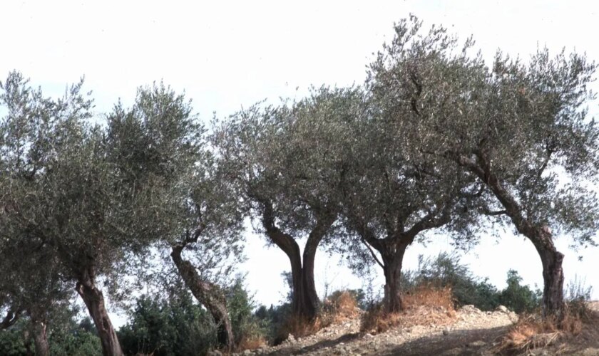 caner-“915-mila-euro-per-sostenibilita-filiera-olivicolo-olearia”