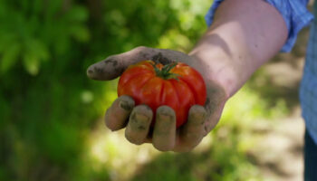 bio,-piu-ettari-assicurati-nel-2022