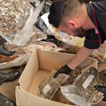 sequestrate-tre-tonnellate-di-cannabis-nella-piana-di-gioia-tauro