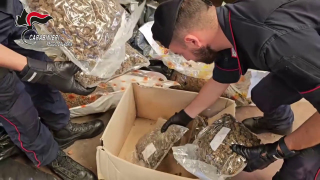 sequestrate-tre-tonnellate-di-cannabis-nella-piana-di-gioia-tauro