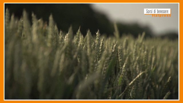 sorsi-di-benessere-–-un-infuso-detox-e-drenante,-anche-per-celiaci