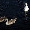 cigno-preso-a-sassate-per-un-video-su-tiktok