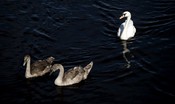 cigno-preso-a-sassate-per-un-video-su-tiktok
