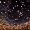 il-microbiota-intestinale-potenzia-l’immunoterapia