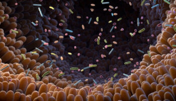 il-microbiota-intestinale-potenzia-l’immunoterapia