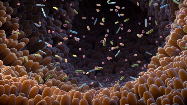 il-microbiota-intestinale-potenzia-l’immunoterapia