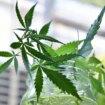 malta,-first-licenses-issued-to-cultivate-cannabis-for-non-medical-use