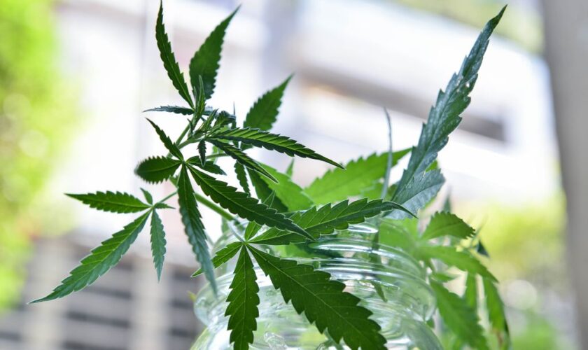 malta,-al-via-le-prime-licenze-per-coltivare-cannabis-per-uso-non-medico