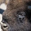 dal-parco-natura-viva-di-bussolengo-ai-carpazi,-il-lungo-viaggio-di-due-bisonti