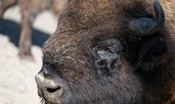 dal-parco-natura-viva-di-bussolengo-ai-carpazi,-il-lungo-viaggio-di-due-bisonti