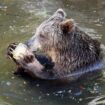 fauna-selvatica,-uci-“incidenti-perche-manca-habitat-naturale”