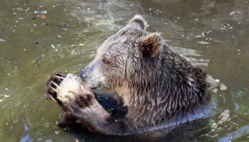 fauna-selvatica,-uci-“incidenti-perche-manca-habitat-naturale”