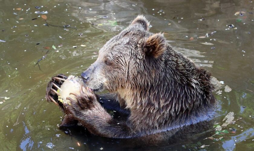 fauna-selvatica,-uci-“incidenti-perche-manca-habitat-naturale”