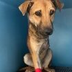 la-storia-di-hook,-il-cane-che-ha-perso-una-zampa-in-una-trappola-per-cinghiali