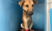 la-storia-di-hook,-il-cane-che-ha-perso-una-zampa-in-una-trappola-per-cinghiali