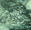un-enorme-deposito-di-monete-del-iv-secolo-dc. scoperto-nel-mare-di-sardegna