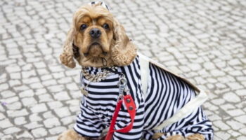 le-polemiche-a-salerno-per-il-colloquio-tra-un-detenuto-e-un-cane 