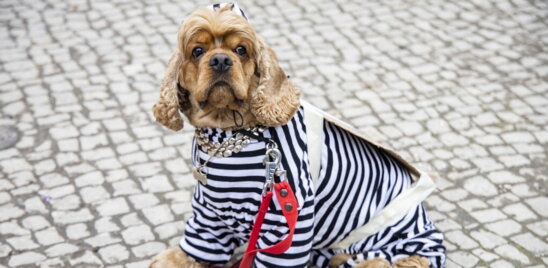 le-polemiche-a-salerno-per-il-colloquio-tra-un-detenuto-e-un-cane 