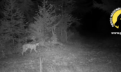 avvistata-(dopo-piu-un-secolo)-una-lince-al-gran-paradiso-[video]