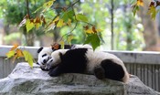 diktat-di-pechino-agli-usa:-ridateci-i-panda