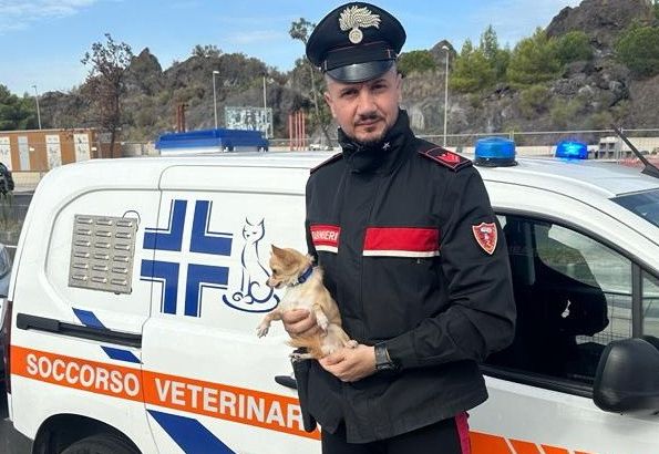 cagnolino-lasciato-in-auto-salvato-dai-carabinieri-a-catania
