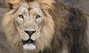 un-leone-scappa-dal-circo-a-ladispoli-e-si-scatena-il-panico