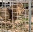 “basta-animali-nei-circhi”.-la-protesta-a-ladispoli-dopo-la-fuga-del-leone 