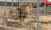 “basta-animali-nei-circhi”.-la-protesta-a-ladispoli-dopo-la-fuga-del-leone 