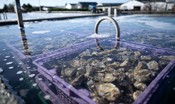 danneggiati-gli-allevamenti-di-ostriche-in-normandia,-colpa-di-ciaran 