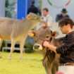fieragricola-accende-i-riflettori-sul-22°-open-holstein,-red-holstein-e-jersey-dairy-show