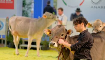 fieragricola-accende-i-riflettori-sul-22°-open-holstein,-red-holstein-e-jersey-dairy-show